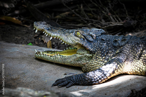 Close-up of asian crocodile s head.