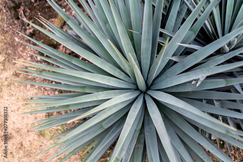Giant yucca tree close-up photo for trendy wallpaper.