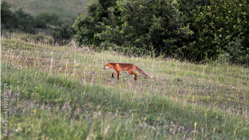 The red fox  Vulpes vulpes  is the largest of the true foxes and one of the most widely distributed members of the order Carnivora.