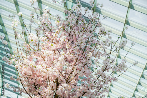 Sakura Prunus, bright morning light, bright colors photo