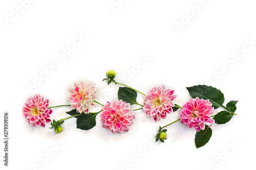 Dahlia flowers on a white background with space for text. Top view, flat lay