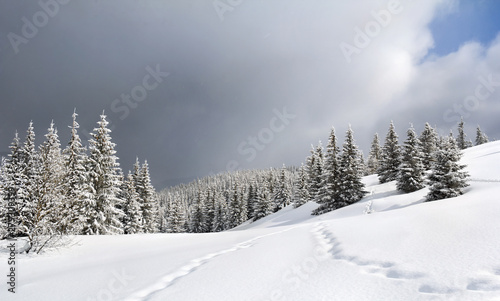 Winter landscape of mountains with of fir tree forest and glade in snow under forthcoming snow windstorm during snowfall. Carpathian mountains