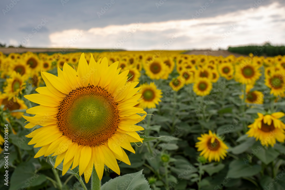 Fototapeta premium sunflower field flower sky yellow summer agriculture 