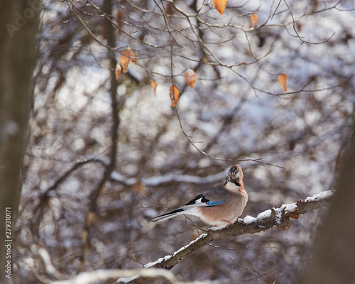 The Eurasian jay is a species of bird occurring over a vast region from Western Europe and north-west Africa to the Indian Subcontinent and further to the eastern seaboard of Asia and down into south- photo