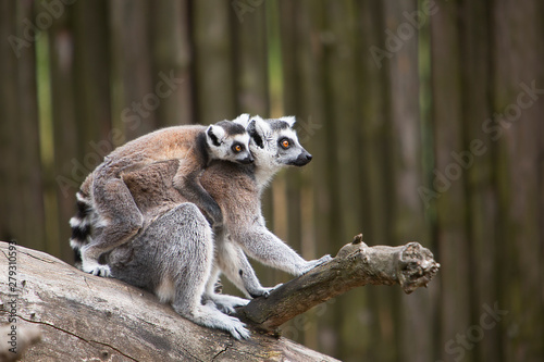 Fototapeta Naklejka Na Ścianę i Meble -  family of ring tailed lemurs sitting on a tree branch