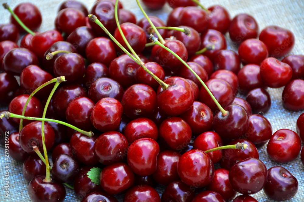 Closeup of a bunch of wet ripe cherry farm. Closeup of a bunch of wet ripe cherry farm.