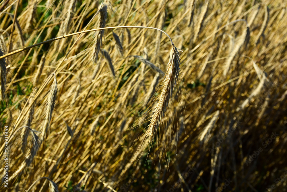 Fototapeta premium Wheat crop on the field