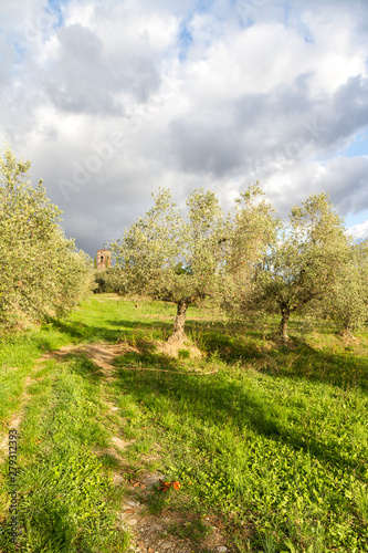 Tuscan olive grove in a day with stormy sky