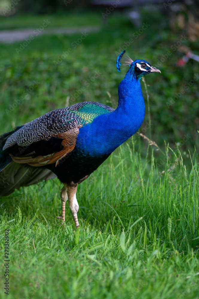 Obraz premium Pavo cristatus majestic blue bird, beautiful animal on green grass lawn background in sunlight