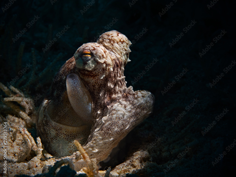 Obraz premium Underwater close-up photography of a white-V octopus.