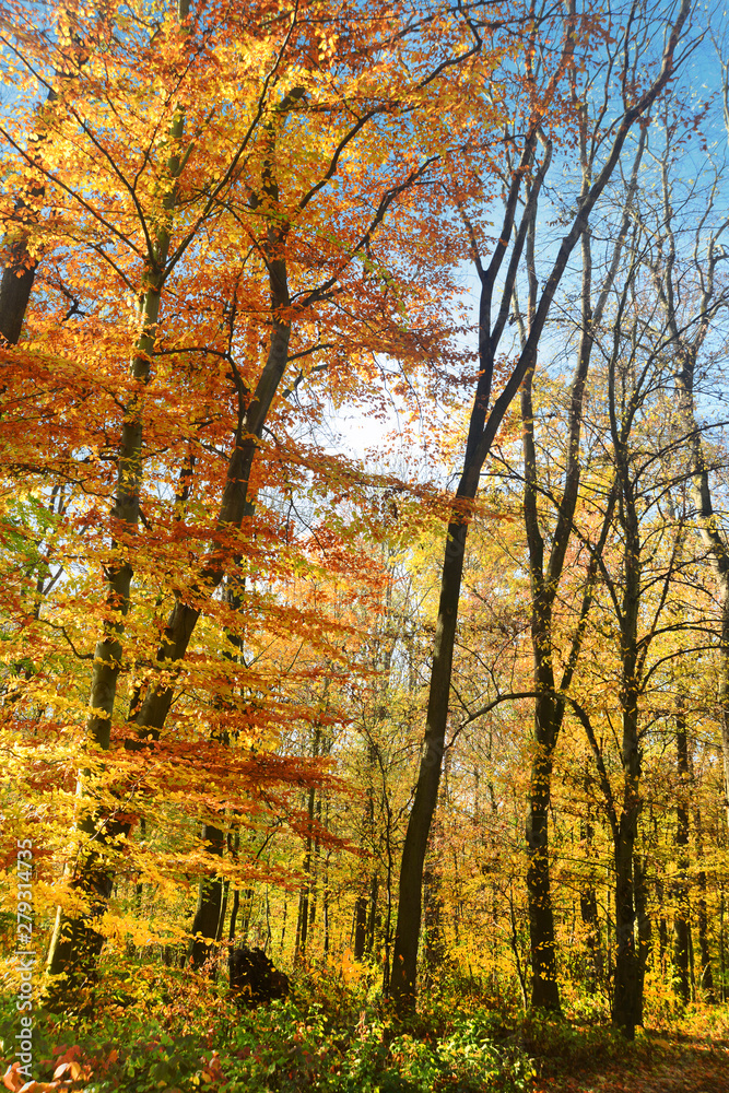 Fototapeta premium Landschaft 730