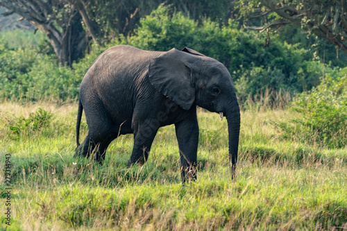 Afrikanische Elefant  Loxodonta africana  Afrikanischer Steppenelefant Afrikanischer Buschelefant