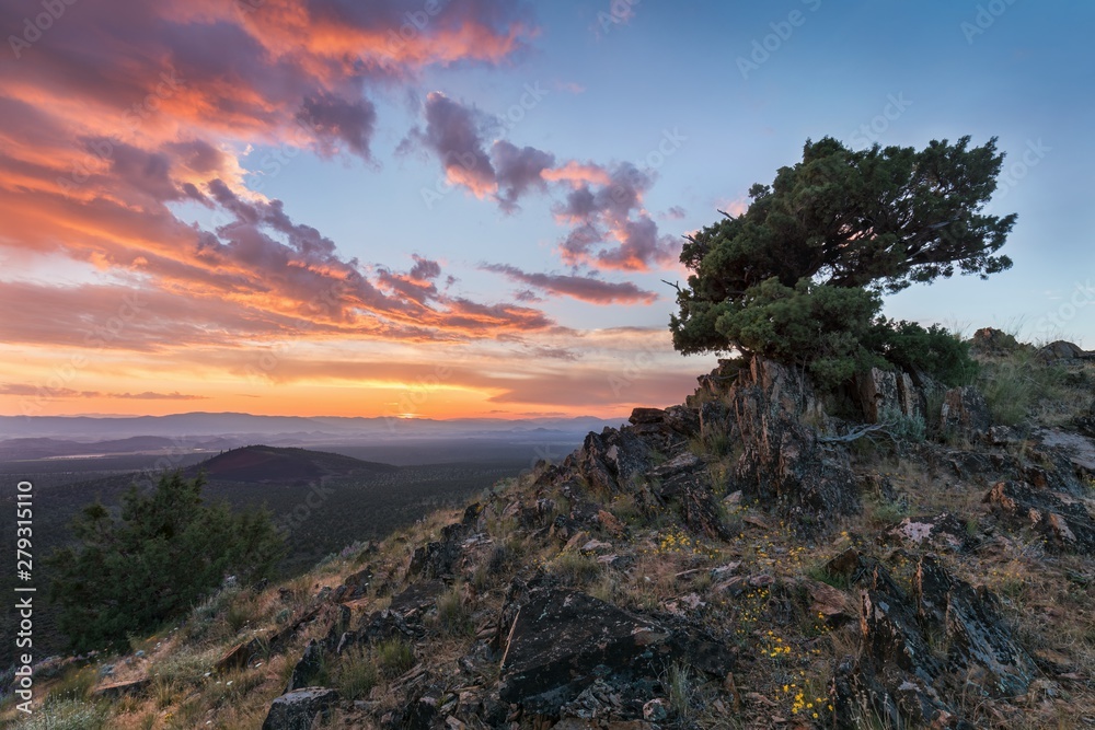 Amazing tree growing out of the rock at sunset. Colorful landscape with old tree with green leaves, mountains and sky with sun in the evening. Summer travel in USA. Nature background