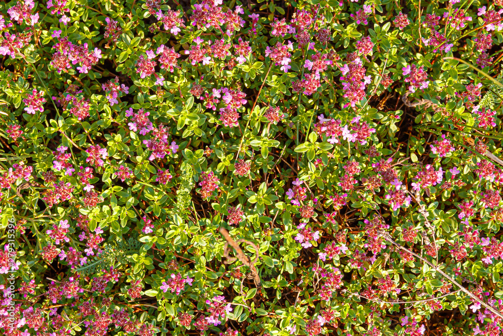 Thyme thyme blooming - Thymus serpyllum. Ground cover thyme plant for rock garden. Thyme thyme blooming - Thymus serpyllum. Ground cover thyme plant for rock garden.