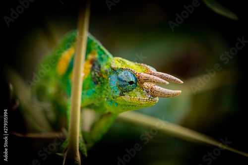 Chamäleon Dreihornchamäleon (Trioceros jacksonii), auch Jacksons Chamäleon photo