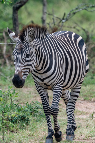 Zebra Steppenzebra  Equus quagga  oder Pferdezebra