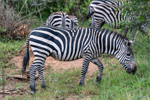 Zebra Steppenzebra (Equus quagga) oder Pferdezebra