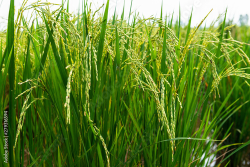 Rice field in local area of Thailand sunny day