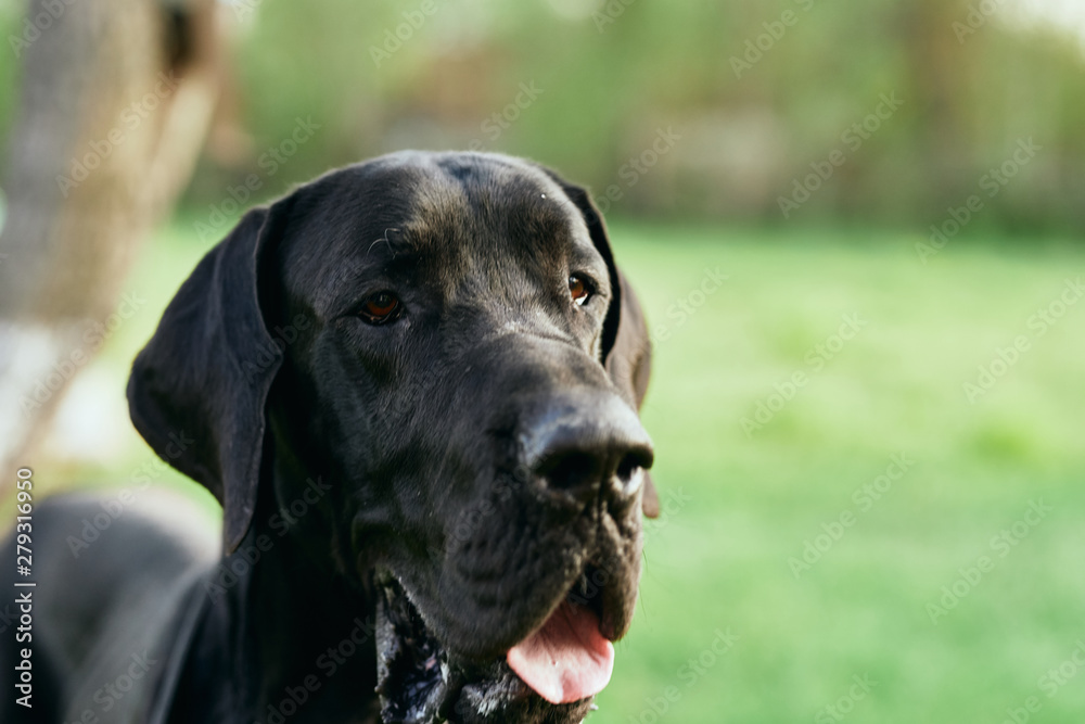 portrait of a dog