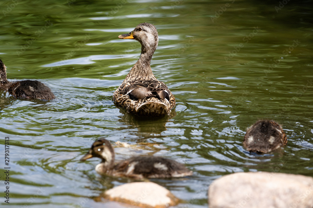Duck with ducklings in a pond in natural habitat. Brood of growing up ducklings in summer and adult mother duck Duck with ducklings in a pond in natural habitat. Brood of growing up ducklings in summer and adult mother duck