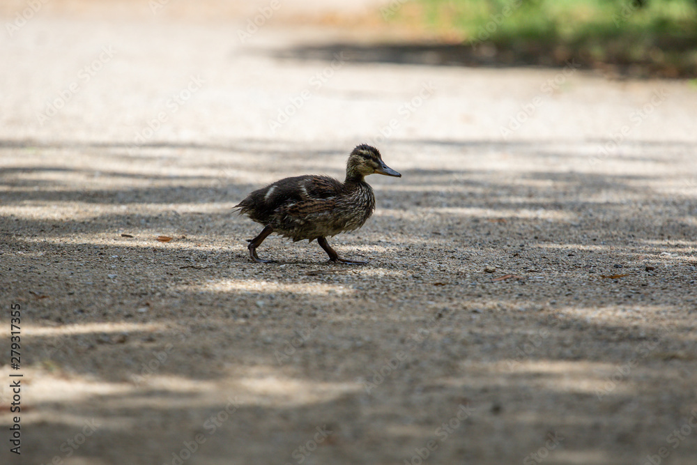 Obraz premium Little duckling rolling on the road itself