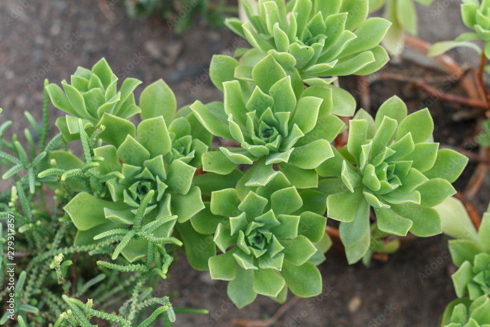 natural background of green succulent plants natural background of green succulent plants