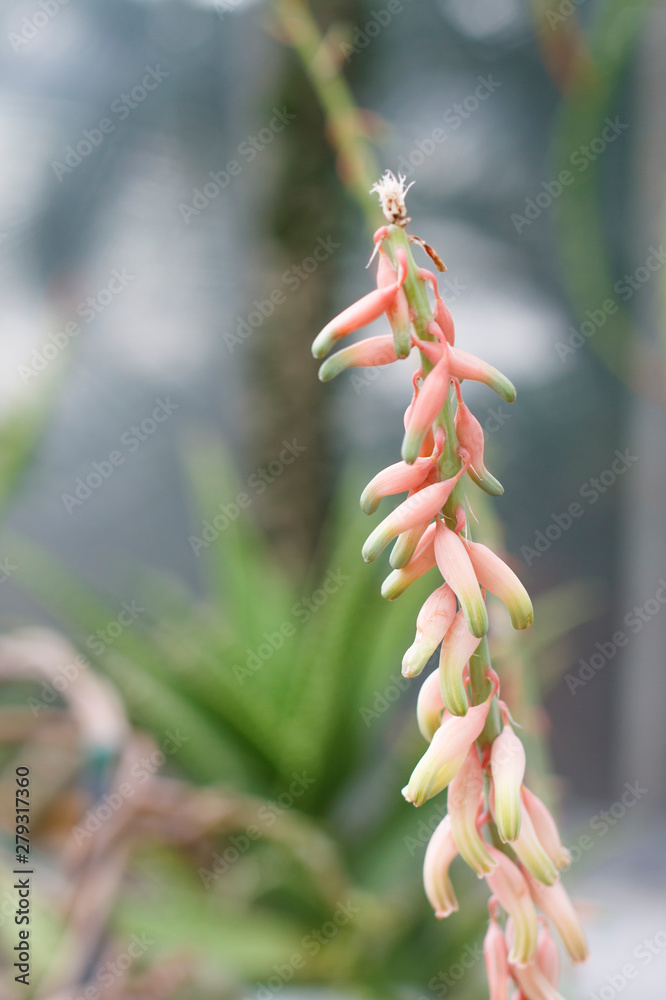 the stem of a flowering plant is covered with flowers and seeds