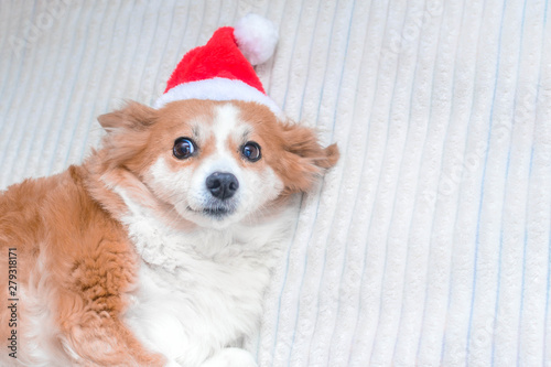 Cute dog in Santa hat. Concept New Year and Christmas. 2020