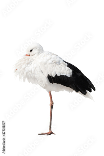stork standing on one leg isolated