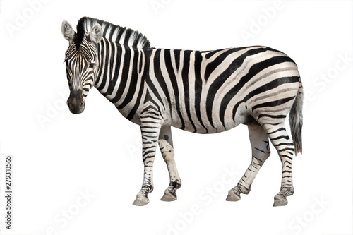 Fotografie, Obraz zebra isolated on white