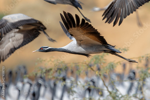 Demoiselle Crane flying in the village of Khichan in India photo