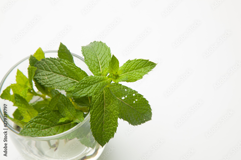 Hojas de menta; la menta es una hierba cuyas hojas tienen mucho aroma y un sabor extraordinario. Las hojas de la menta se utilizan en cocina, en pastelería, en coctelería, en medicina y en otras espec Hojas de menta; la menta es una hierba cuyas hojas tienen mucho aroma y un sabor extraordinario. Las hojas de la menta se utilizan en cocina, en pastelería, en coctelería, en medicina y en otras espec