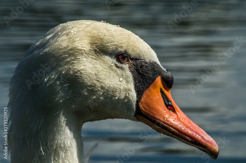 Fototapeta Naklejka Na Ścianę i Meble -  cisne
