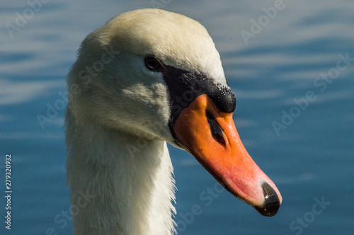 Fototapeta Naklejka Na Ścianę i Meble -  cisne