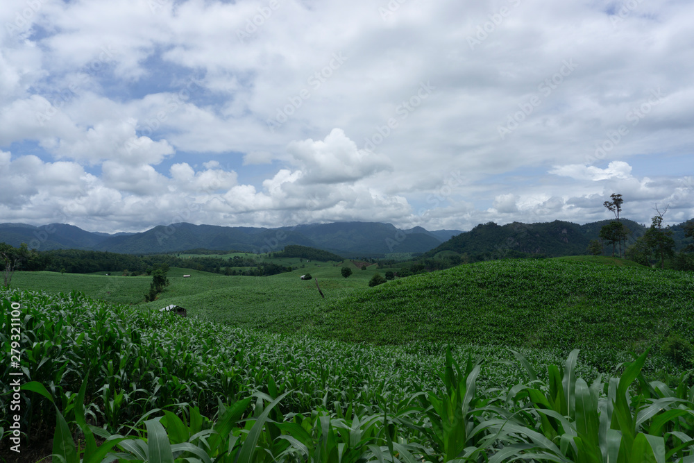 Corn fields growing in the mountains in the rainy season Corn fields growing in the mountains in the rainy season