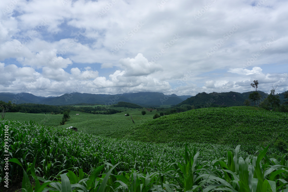 Corn fields growing in the mountains in the rainy season