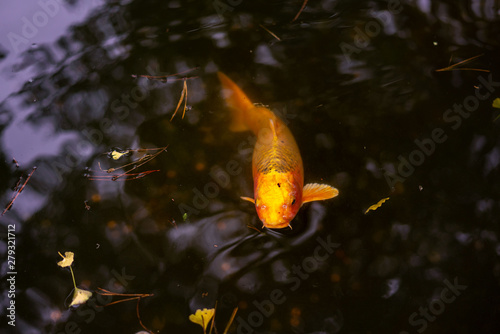 Orange koi fish in a pond close-up photo.