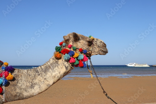 Kamel in der Wüste Afrikas