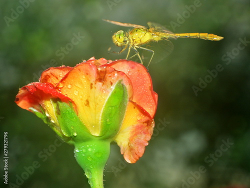  Yellow dragonfly sitting on red rose flower with dew drops close-up