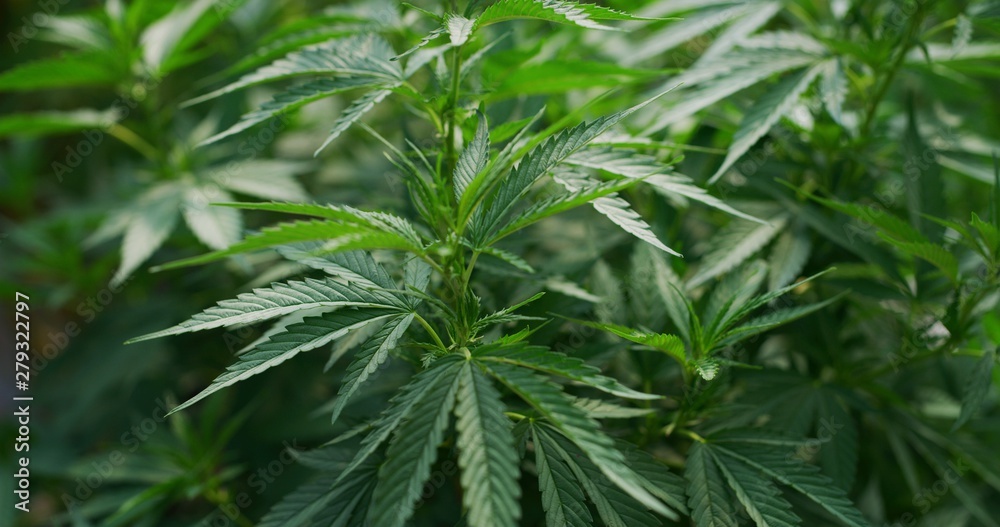 Macro of ecological and biological hemp plant used for herbal alternative medicines and cbd oil production. Macro of ecological and biological hemp plant used for herbal alternative medicines and cbd oil production.