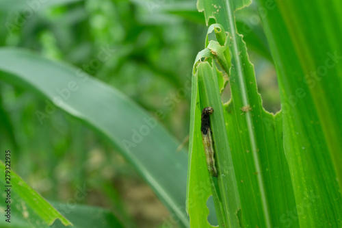 Fototapeta Naklejka Na Ścianę i Meble -  The dead worm on the corn plant