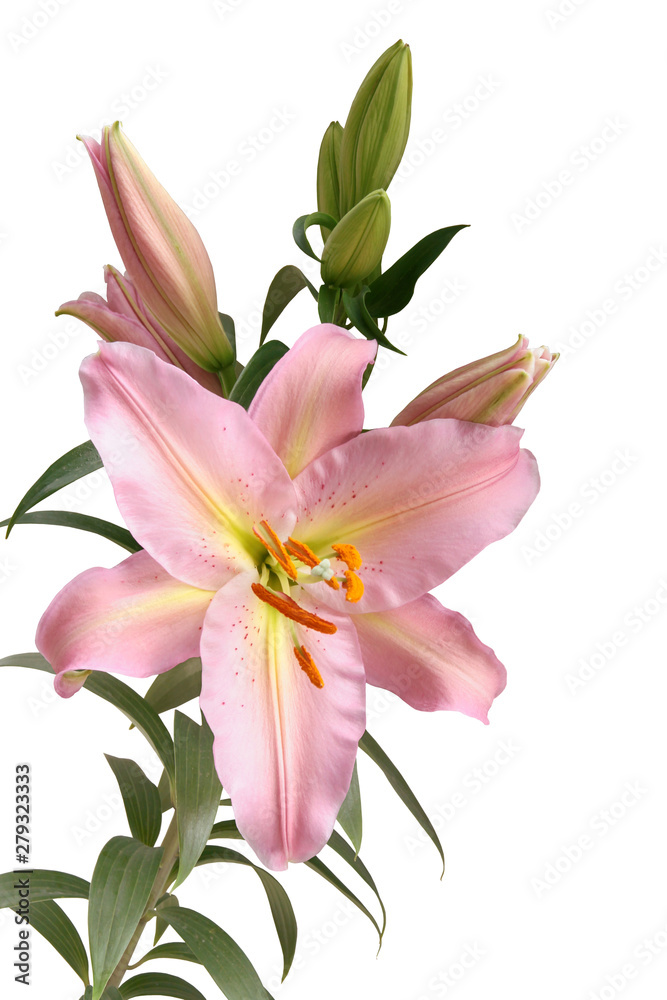 pretty pink lily with orange pollen