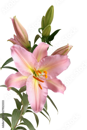 pretty pink lily with orange pollen