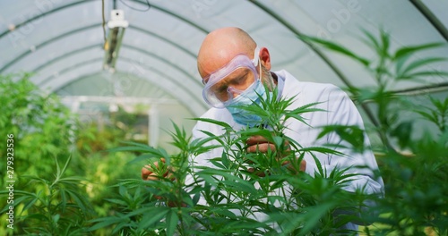 Obraz na płótnie Portrait of scientist with mask, glasses and gloves checking hemp plants in a greenhouse, used used for herbal alternative medicines and cbd oil production