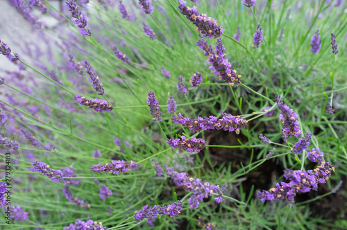 Selective focus on lavender flower in flower garden - lavender flowers.