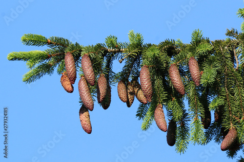 Pine picea abies