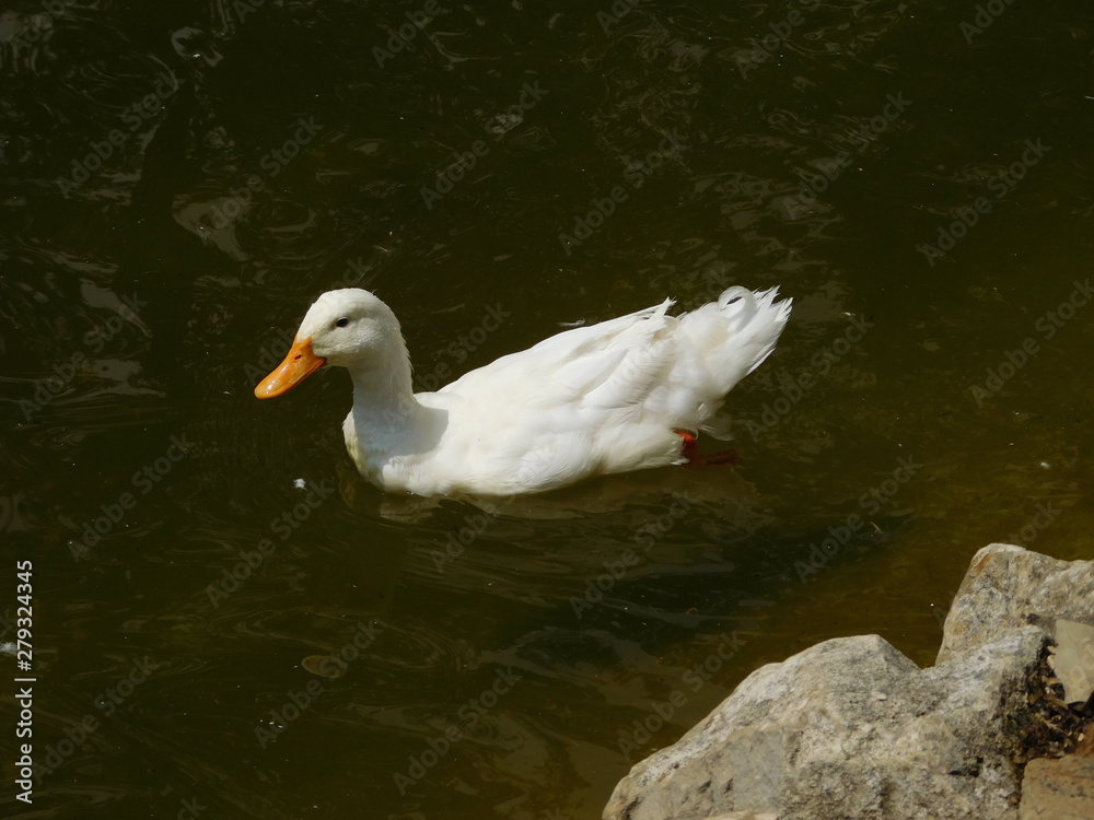 Swimming Duck