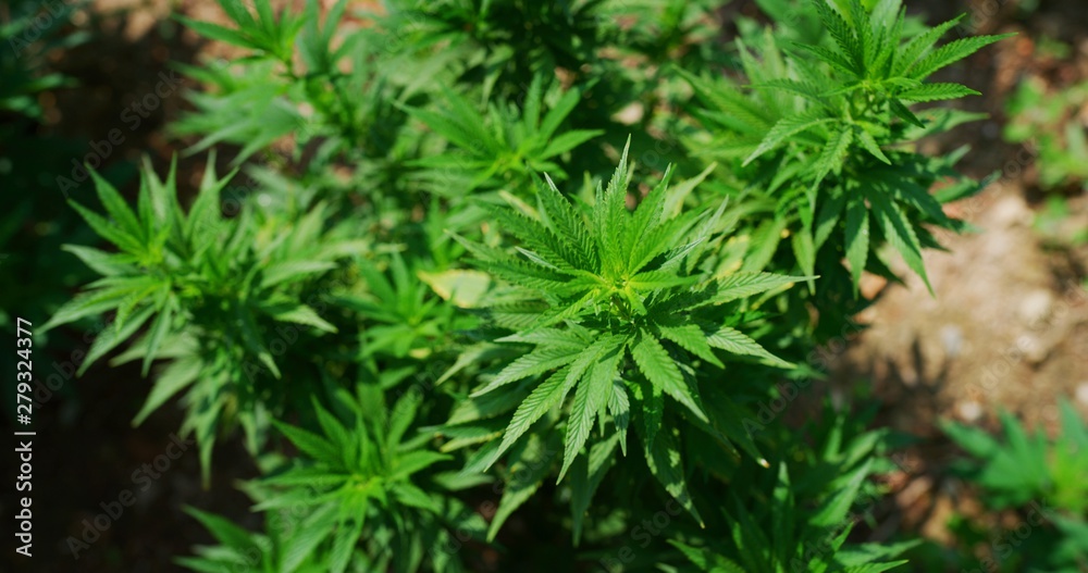 Macro of ecological and biological hemp plant used for herbal alternative medicines and cbd oil production. Macro of ecological and biological hemp plant used for herbal alternative medicines and cbd oil production.