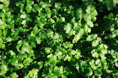 Overhead view of coriander plants ready for harvest
