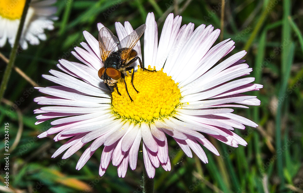 Obraz premium mosca en flor